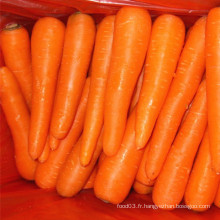 Nouvelle culture de carottes fraîches et de haute qualité
